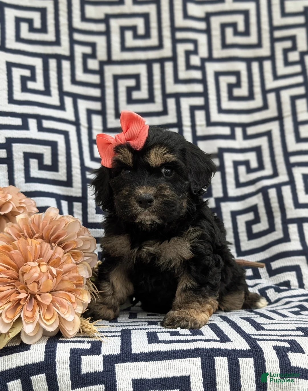 Cockapoo dogs for sale: Lauralee - Ad 2