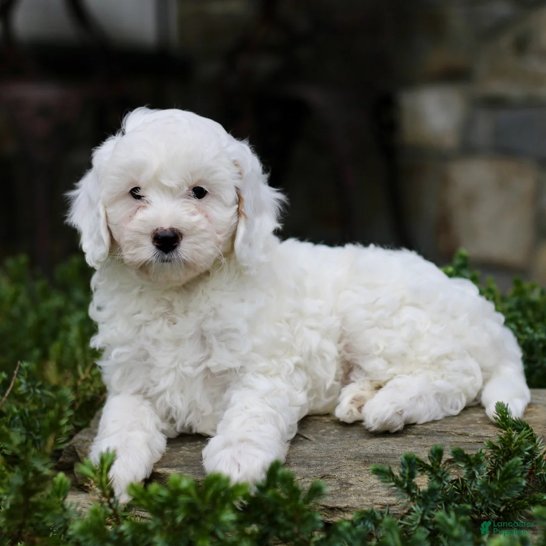 Cavapoo dogs for sale: Henry  - Ad 2