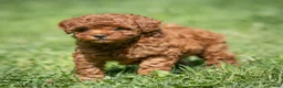 Miniature Poodle dogs for sale: Kayla Miniature Poodle  - Ad 3