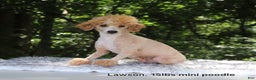 Cavapoo dogs for sale: Chex - Ad 9