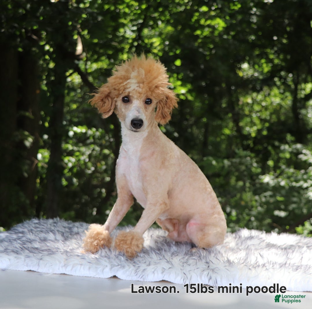 Cavapoo dogs for sale: Chex - Ad 9