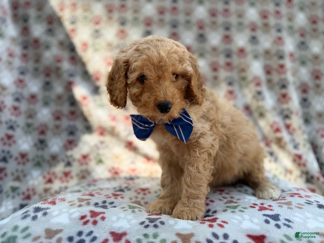 Cavapoo dogs for sale: Jax - Ad 3