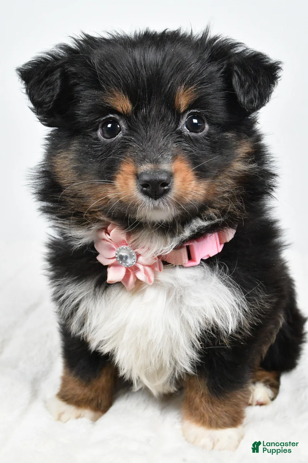 Miniature Australian Shepherd dogs for sale: Lilac - Ad 6