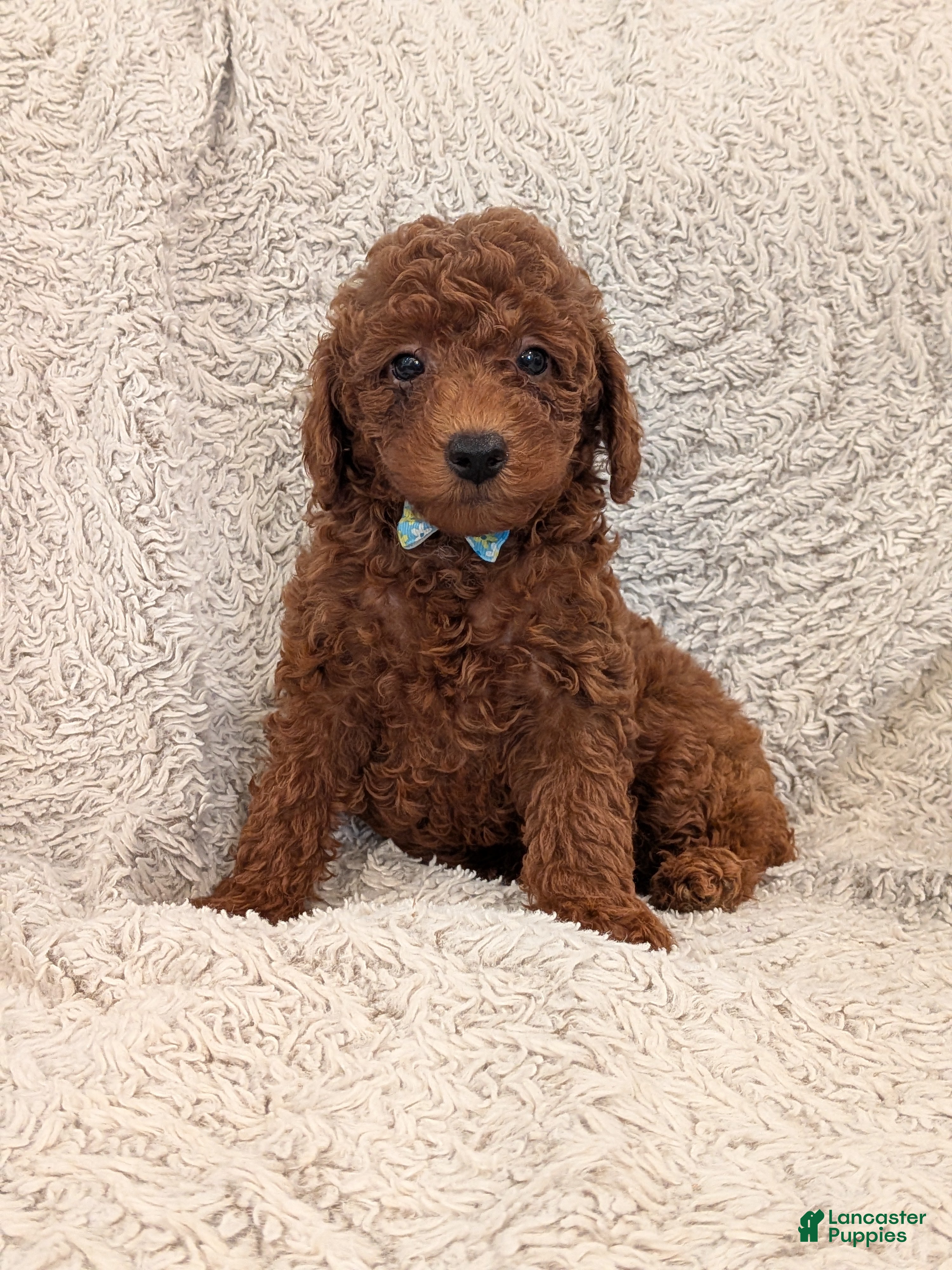 Miniature Poodle dogs for sale: Buster - Ad 2