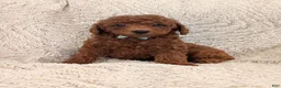 Miniature Poodle dogs for sale: Buster - Ad 1