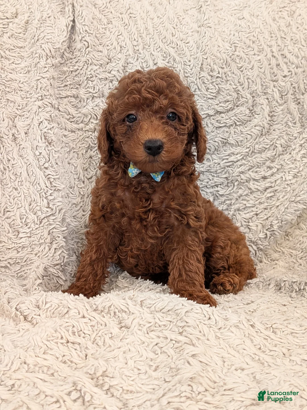 Miniature Poodle dogs for sale: Buster - Ad 1