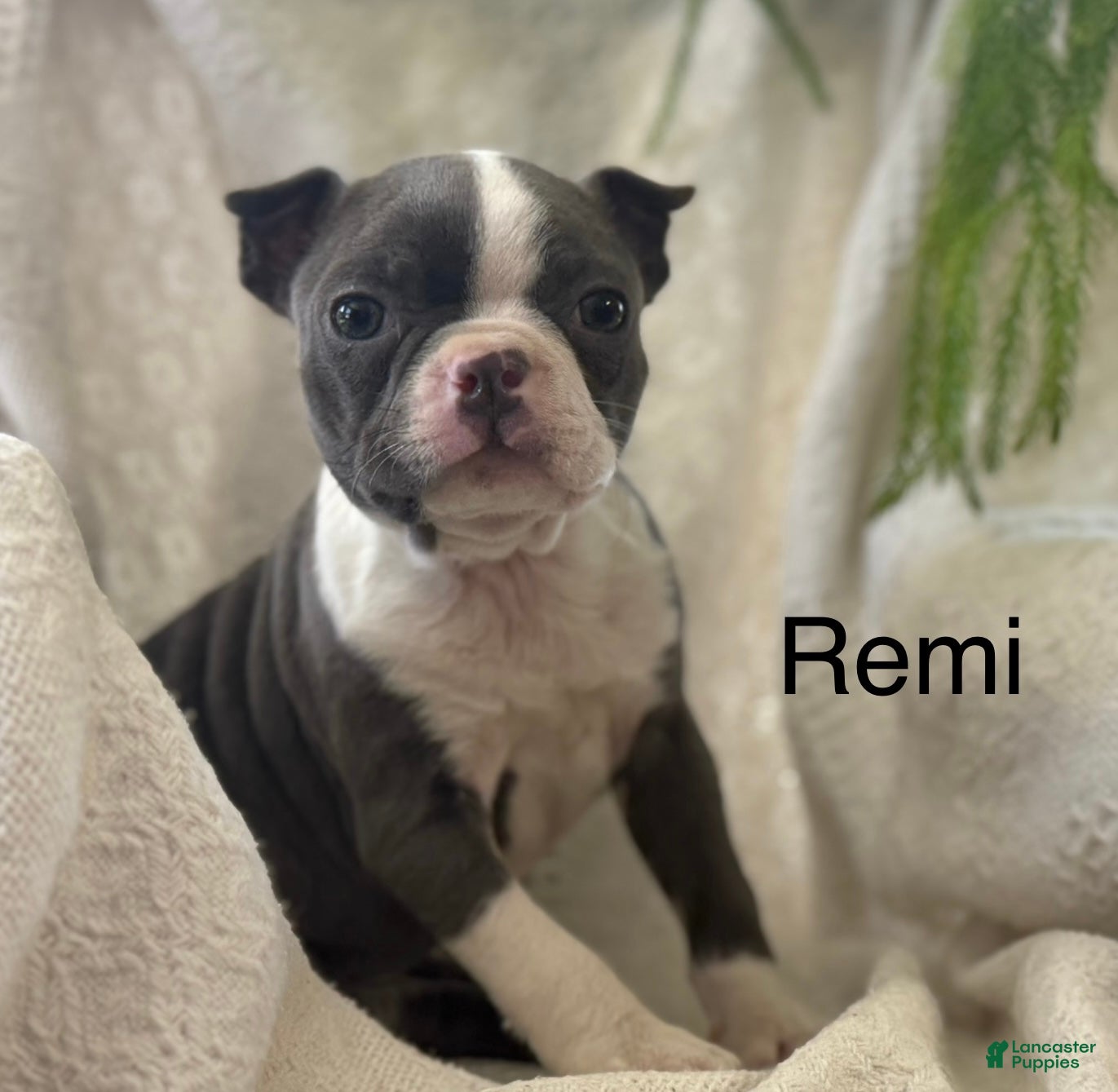 Boston Terrier dogs Remi - Ad 1