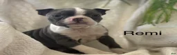 Boston Terrier dogs for sale: Remi - Ad 1