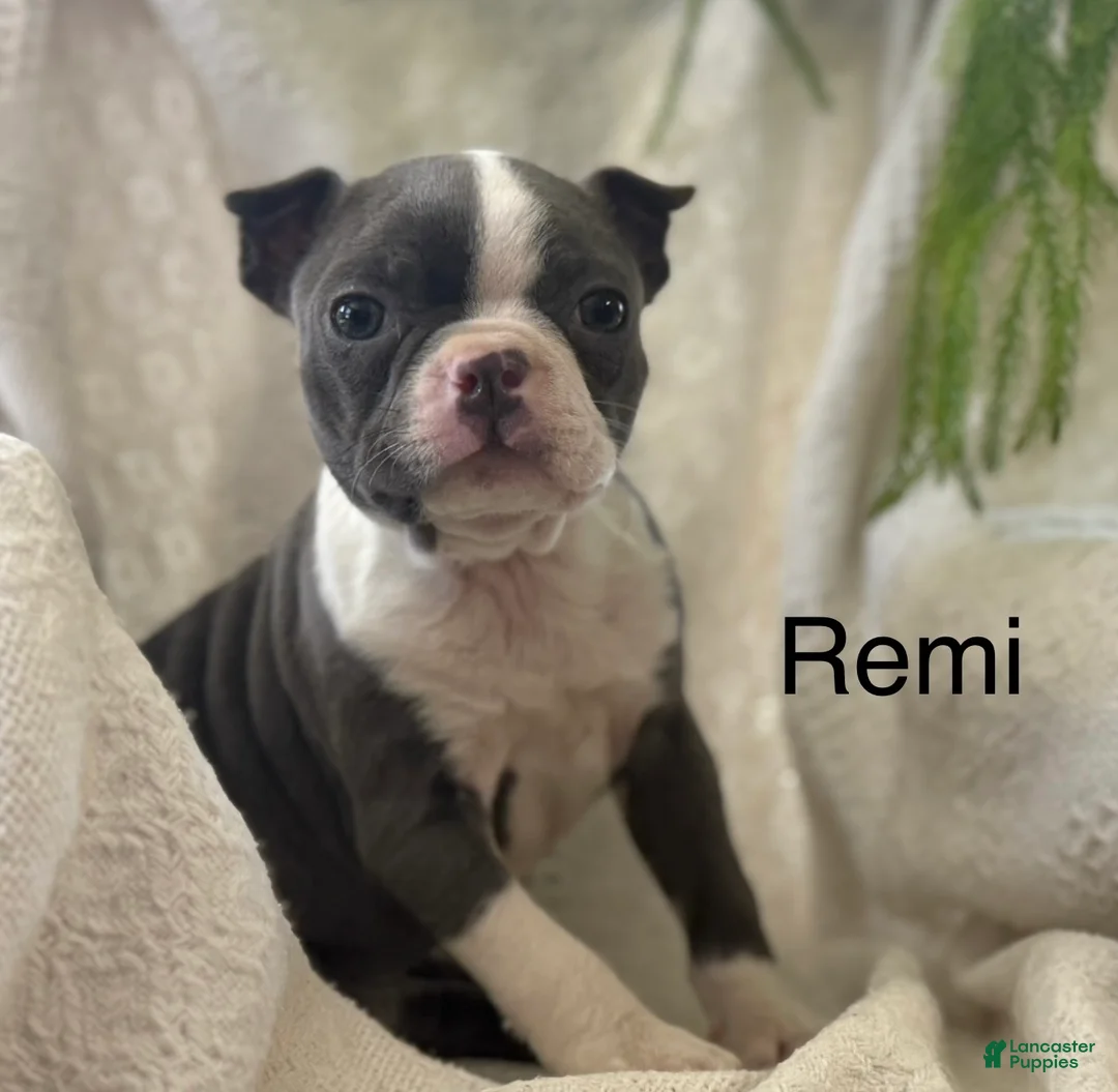 Boston Terrier dogs for sale: Remi - Ad 1
