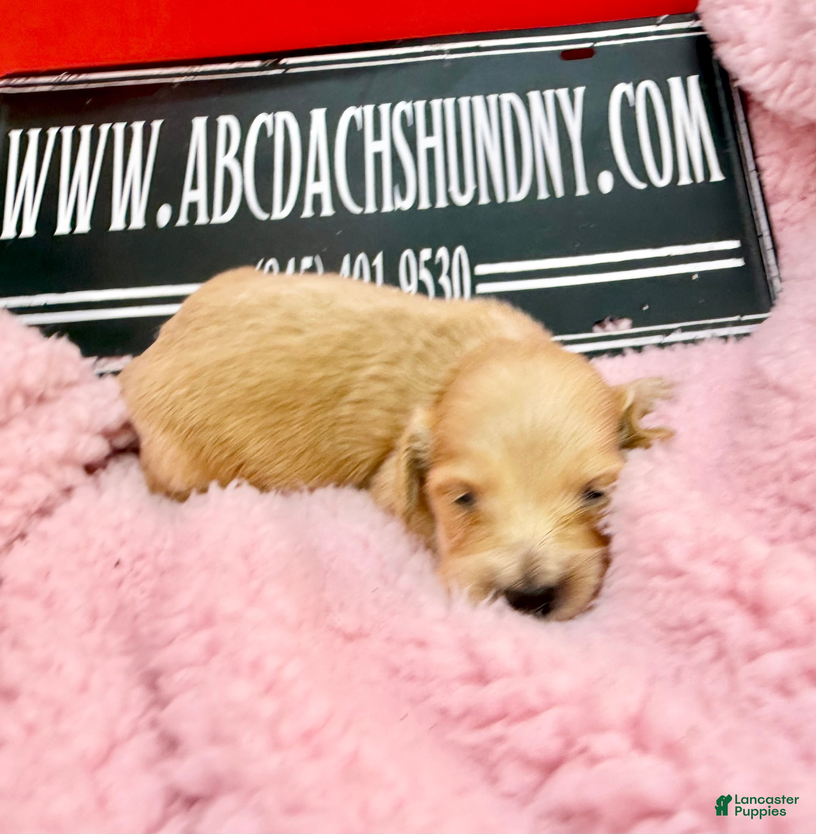 Dachshund dogs ee import cece - Ad 34