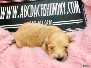 Dachshund dogs ee import cece - Ad 39