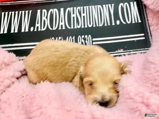 Dachshund dogs ee import cece - Ad 38