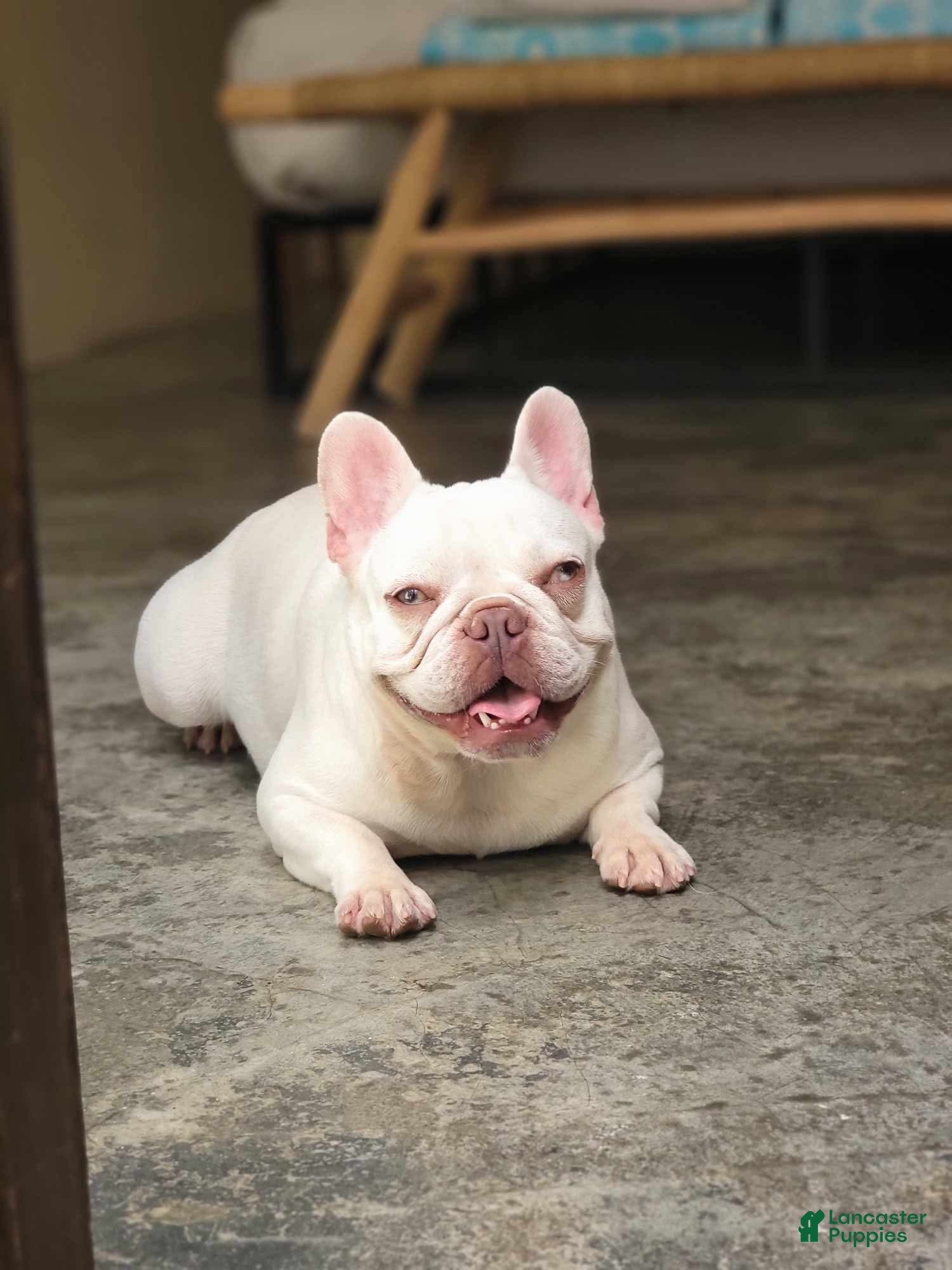 French Bulldog dogs for sale: French Bulldog Puppy 1 - Ad 2