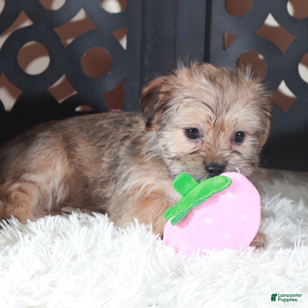 Shorkie dogs Abby Precious Female Shorkie - Ad 1