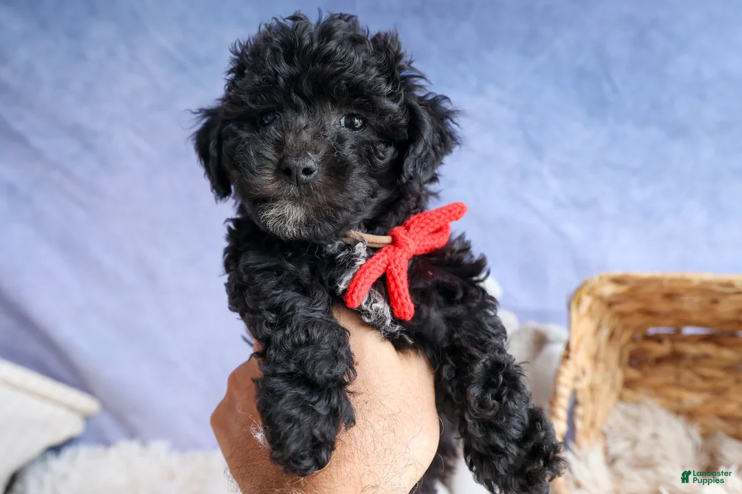 Bichpoo dogs for sale: NOEL - Ad 1