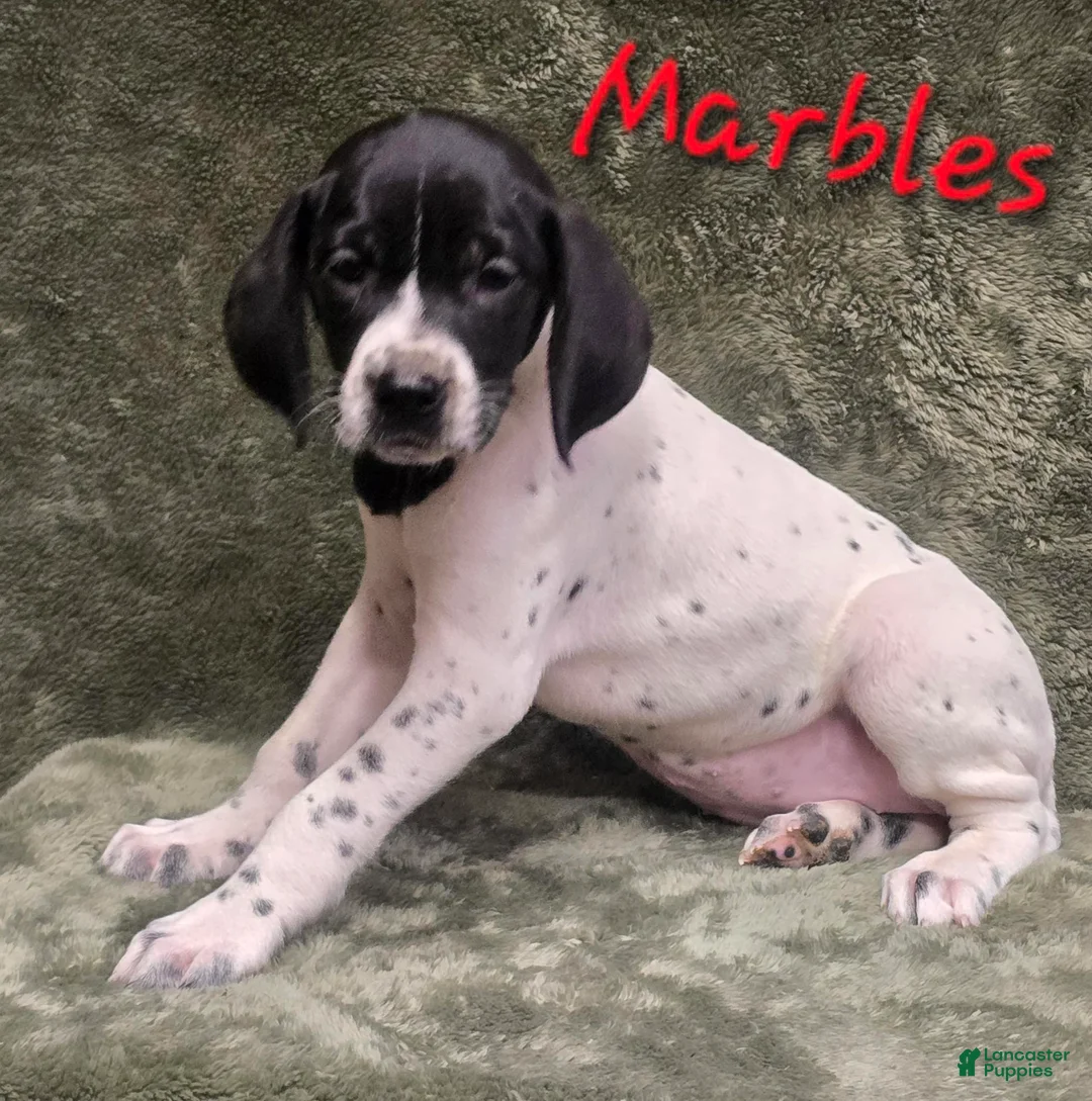 German Shorthaired Pointer dogs for sale: MARBLES - Ad 1