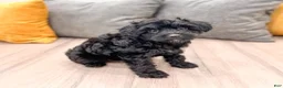 Yorkiepoo dogs for sale: Tisha - Ad 3