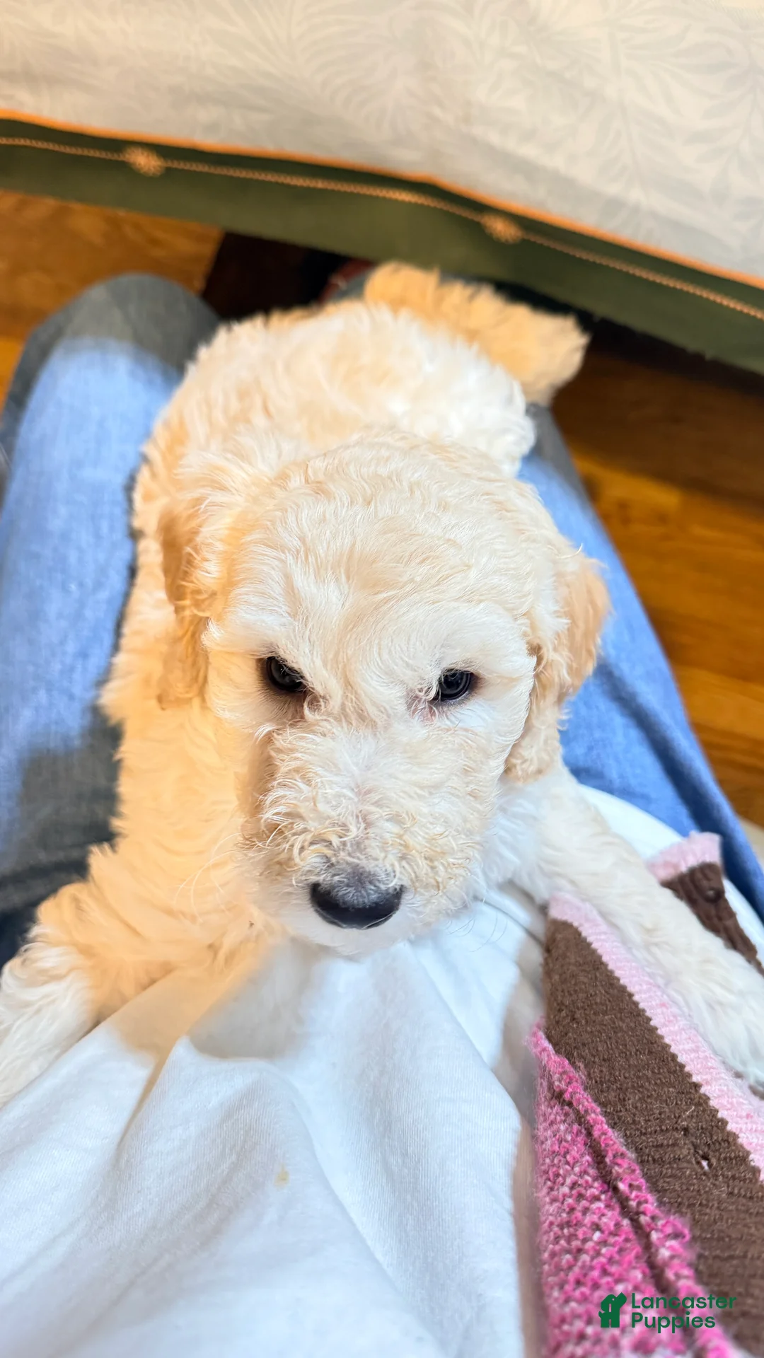 Standard Poodle dogs for sale: Standard Poodle Puppy 4 - Ad 11