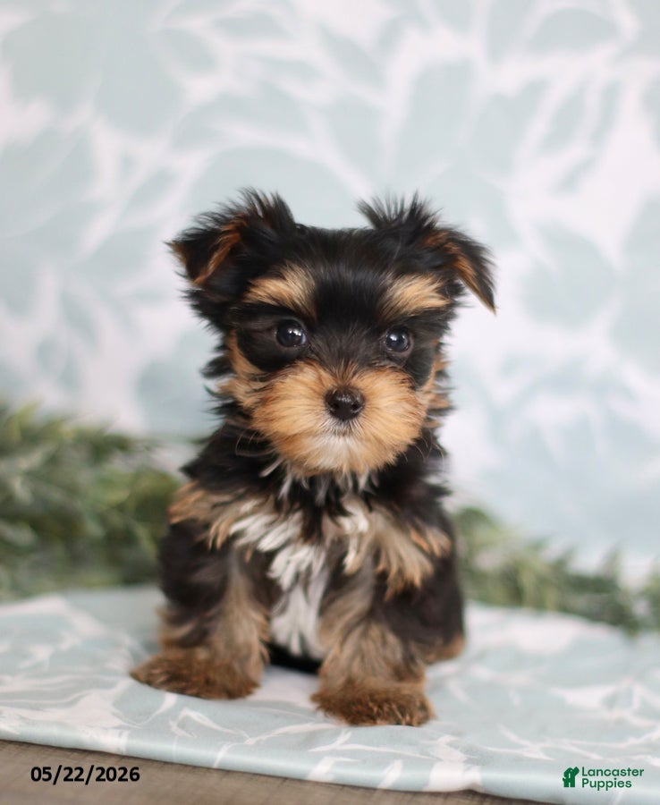 Yorkshire Terrier dogs Marci - Ad 1