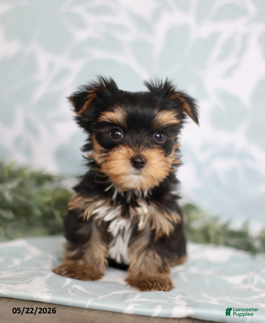 Yorkshire Terrier dogs for sale: Marci - Ad 1