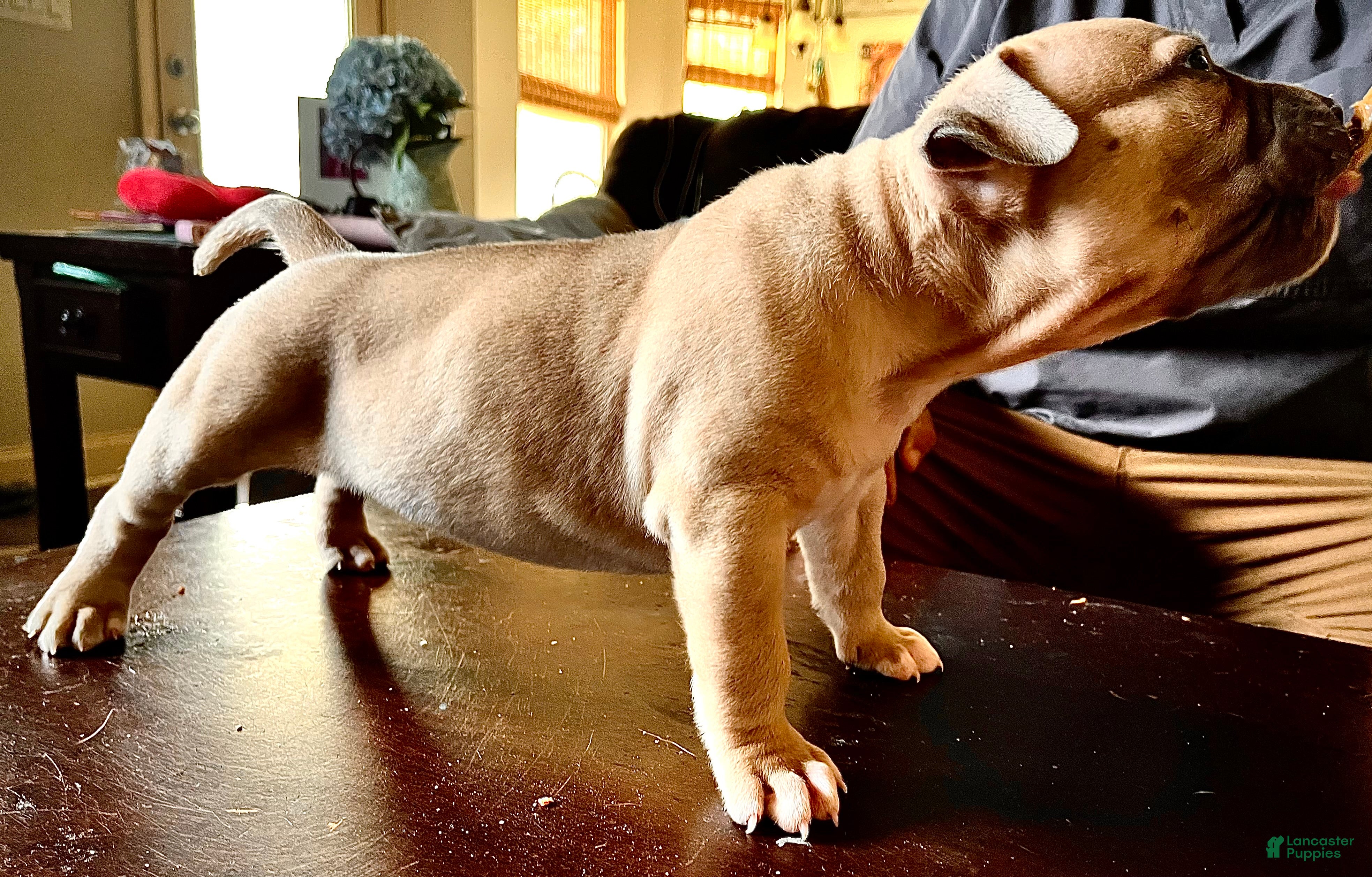 American Bully dogs American Bully Puppy 8 - Ad 1