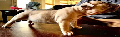 American Bully Puppy 8
