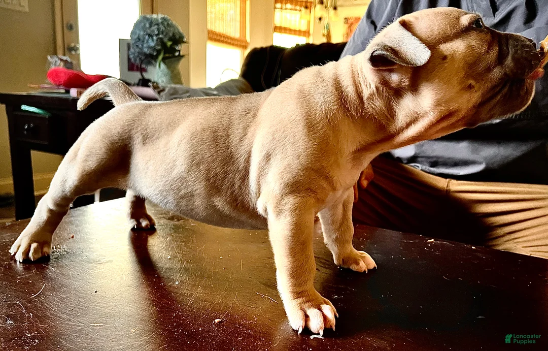 American Bully dogs for sale: American Bully Puppy 8 - Ad 1
