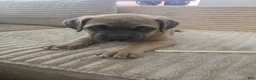 Cane Corso dogs for sale: Cane Corso Puppy 2 - Ad 2