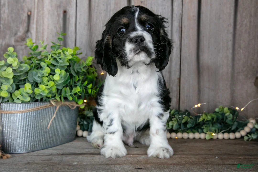 Cocker Spaniel dogs for sale: Benny - Ad 1