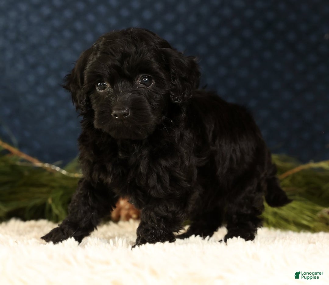 Havapoo dogs for sale: Wendy - Ad 5