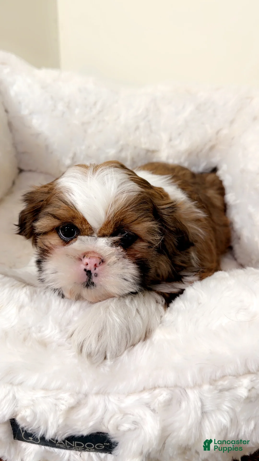Shih Tzu dogs for sale: Jet  - Ad 1
