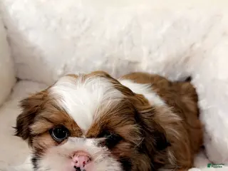 Shih Tzu dogs Jet - Ad 22