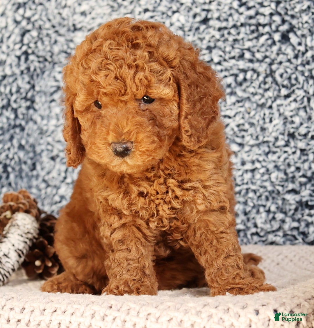 Mini Goldendoodle dogs for sale: Goldie - Ad 6