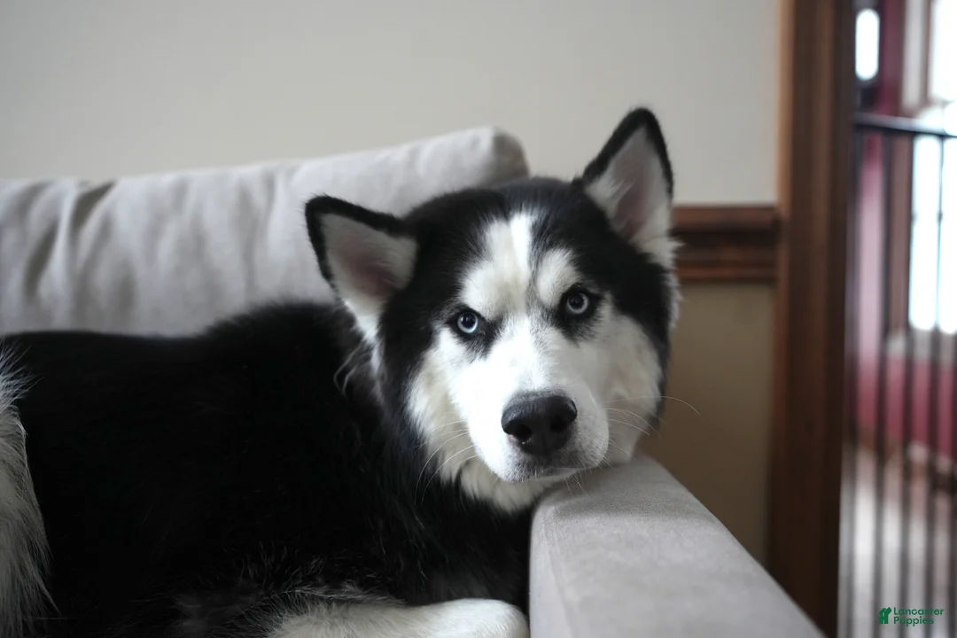 Siberian Husky dogs for sale: Echo - Ad 2