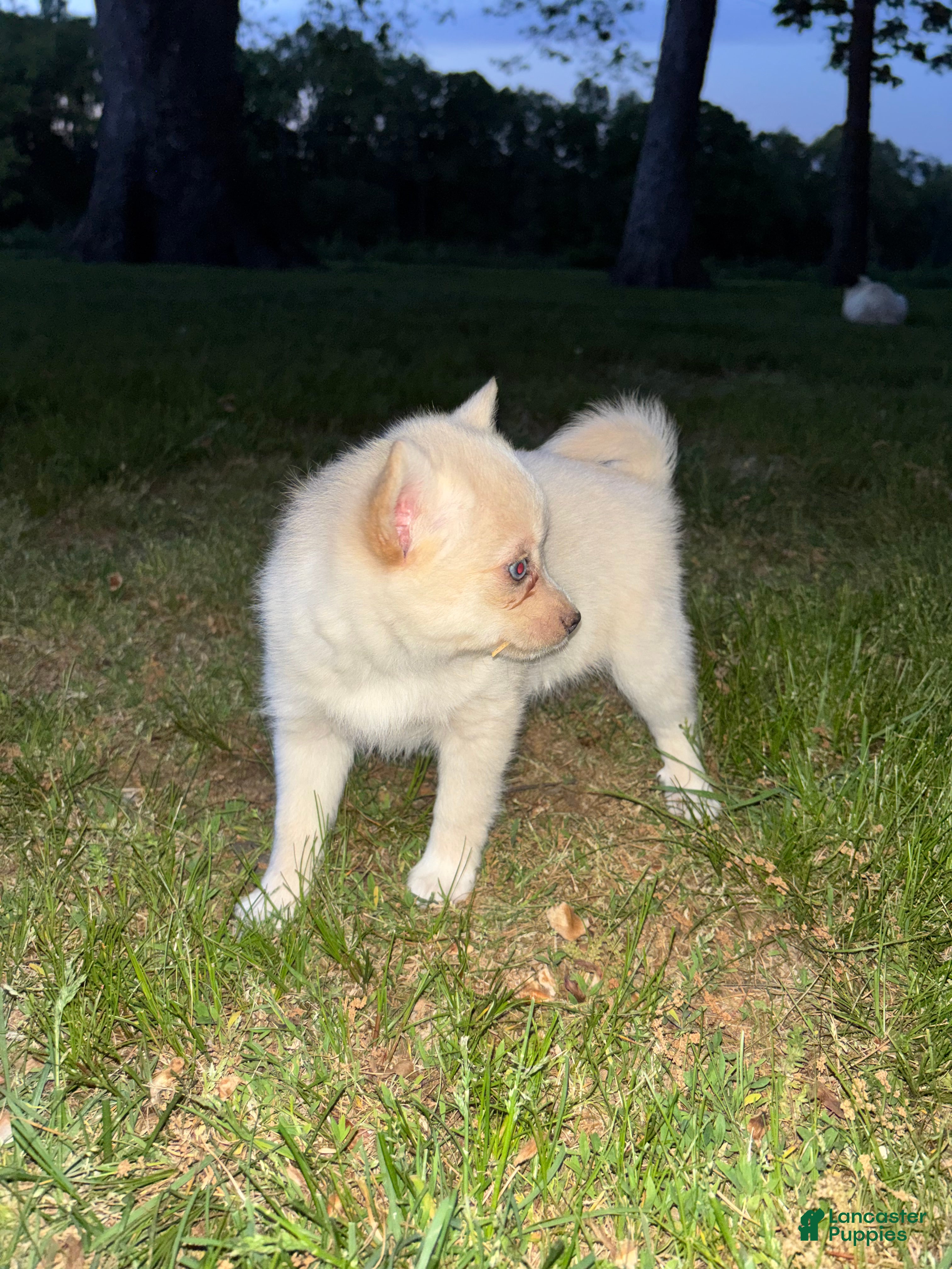 Pomsky dogs Milly - Ad 27