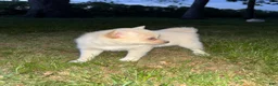 Pomsky dogs for sale: Milly - Ad 1