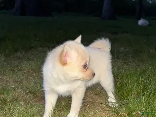 Pomsky dogs Milly - Ad 27