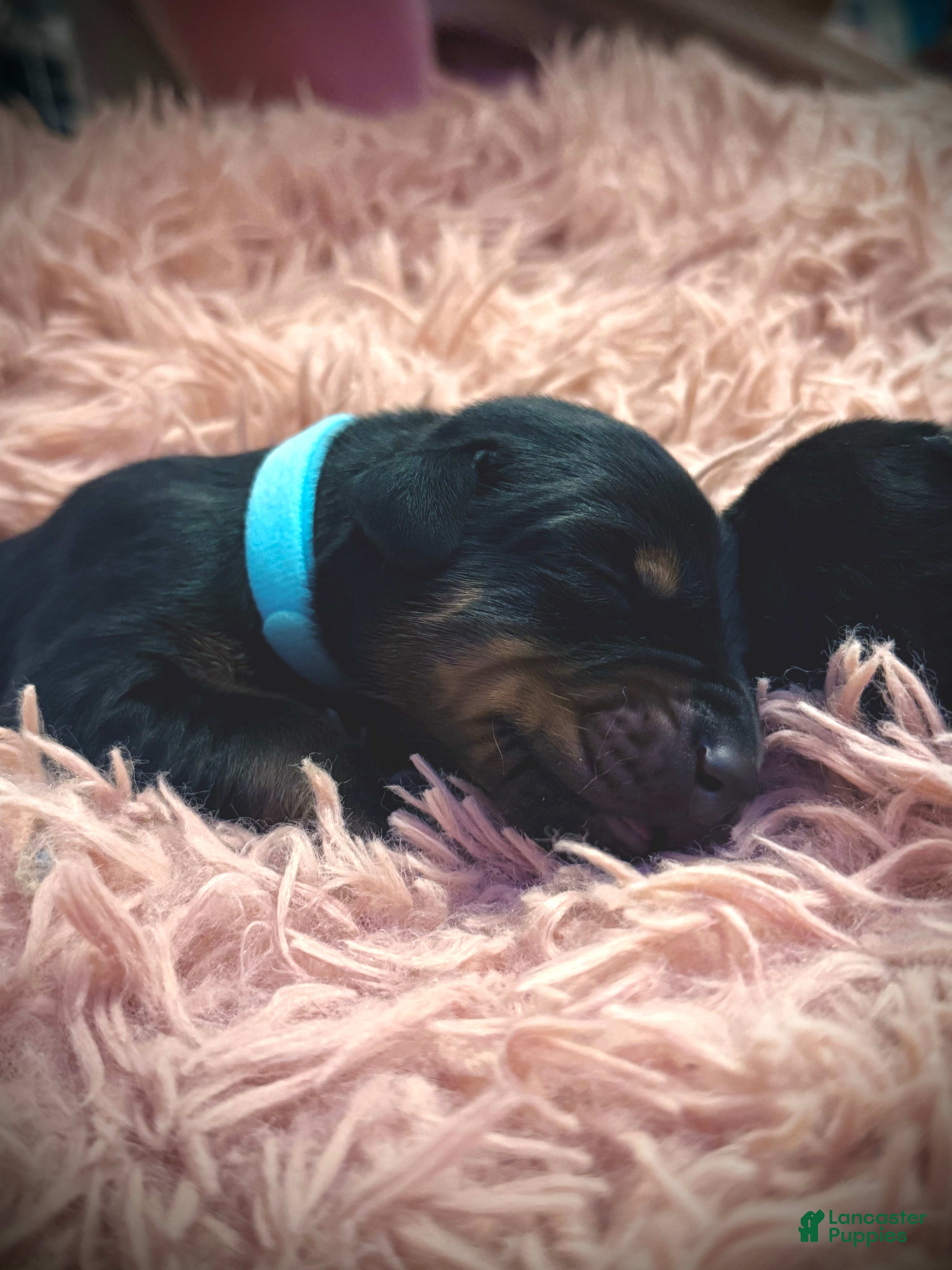 Doberman Pinscher dogs European Doberman Male (Blue Collar) - Ad 1