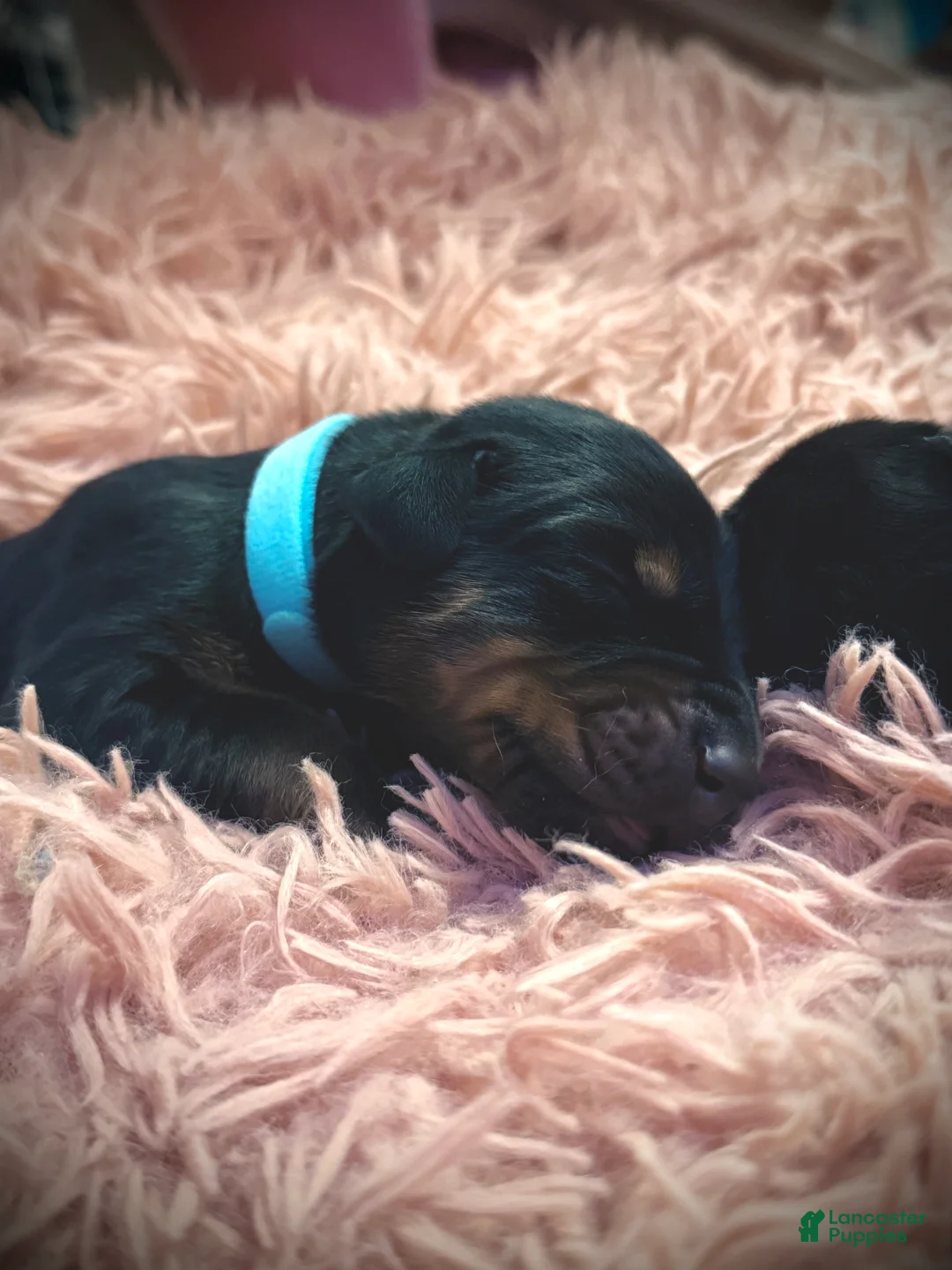 Doberman Pinscher dogs for sale: European Doberman Male (Blue Collar) - Ad 1