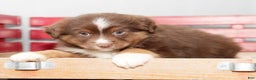 Miniature Australian Shepherd dogs for sale: Domino - Ad 8