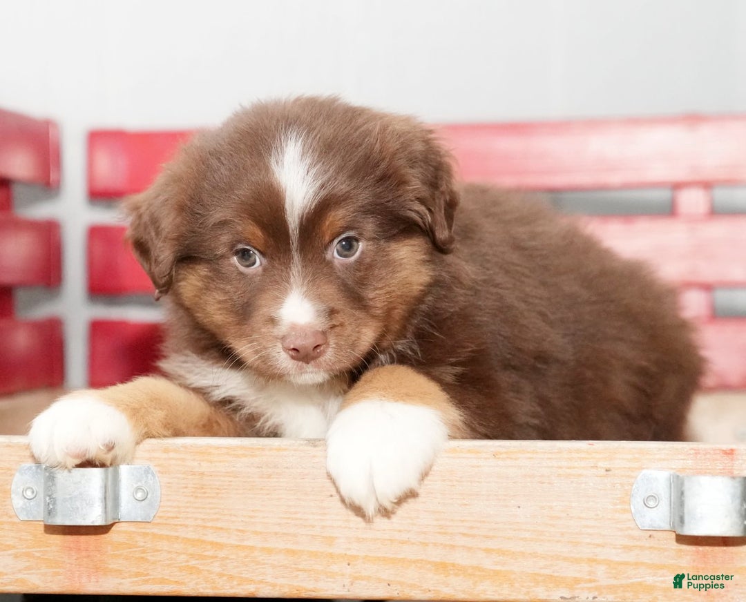 Miniature Australian Shepherd dogs for sale: Domino - Ad 8