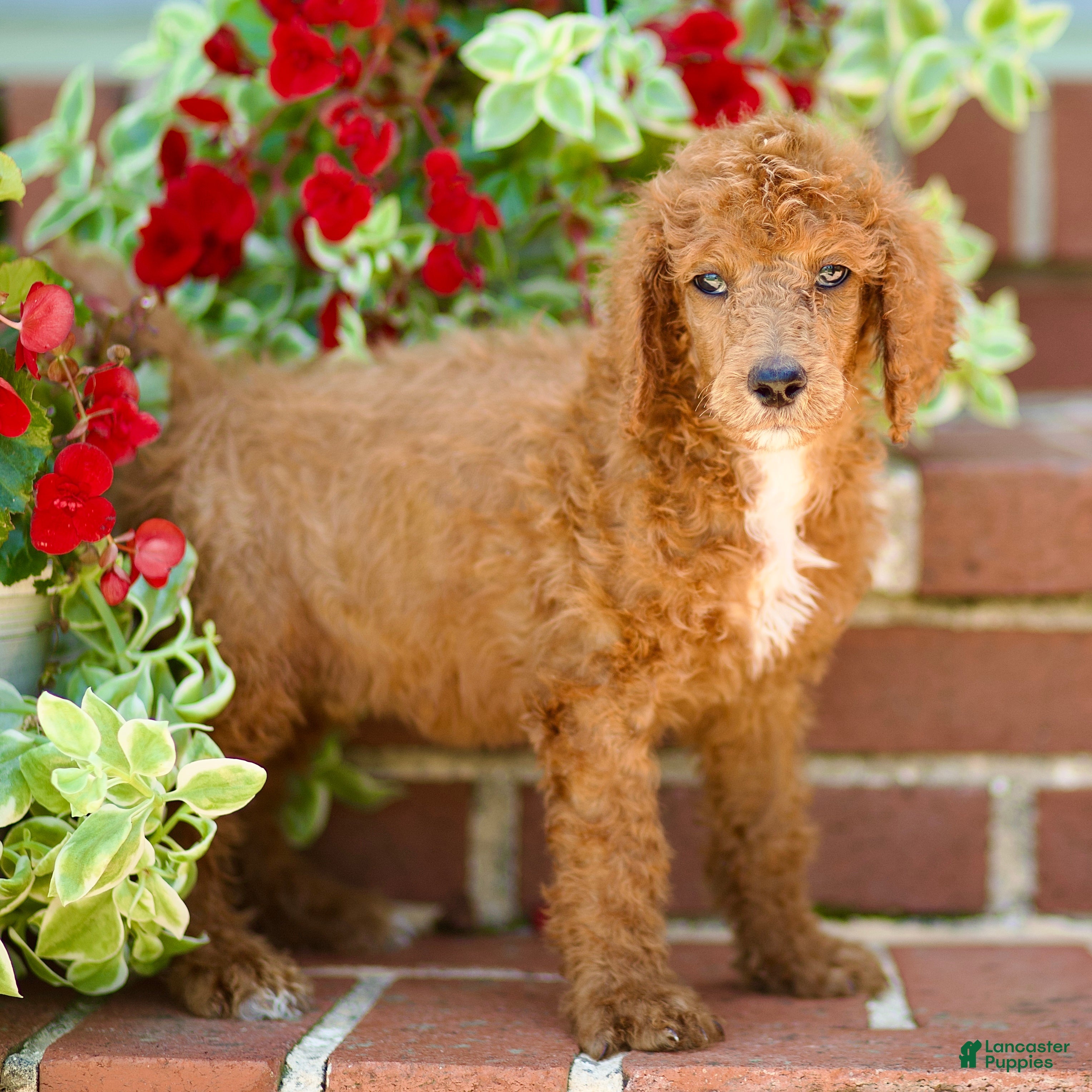 Standard Poodle dogs Monty - Ad 2
