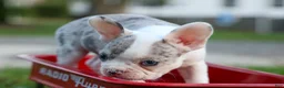 Frenchton dogs for sale: MARLEY - Ad 29