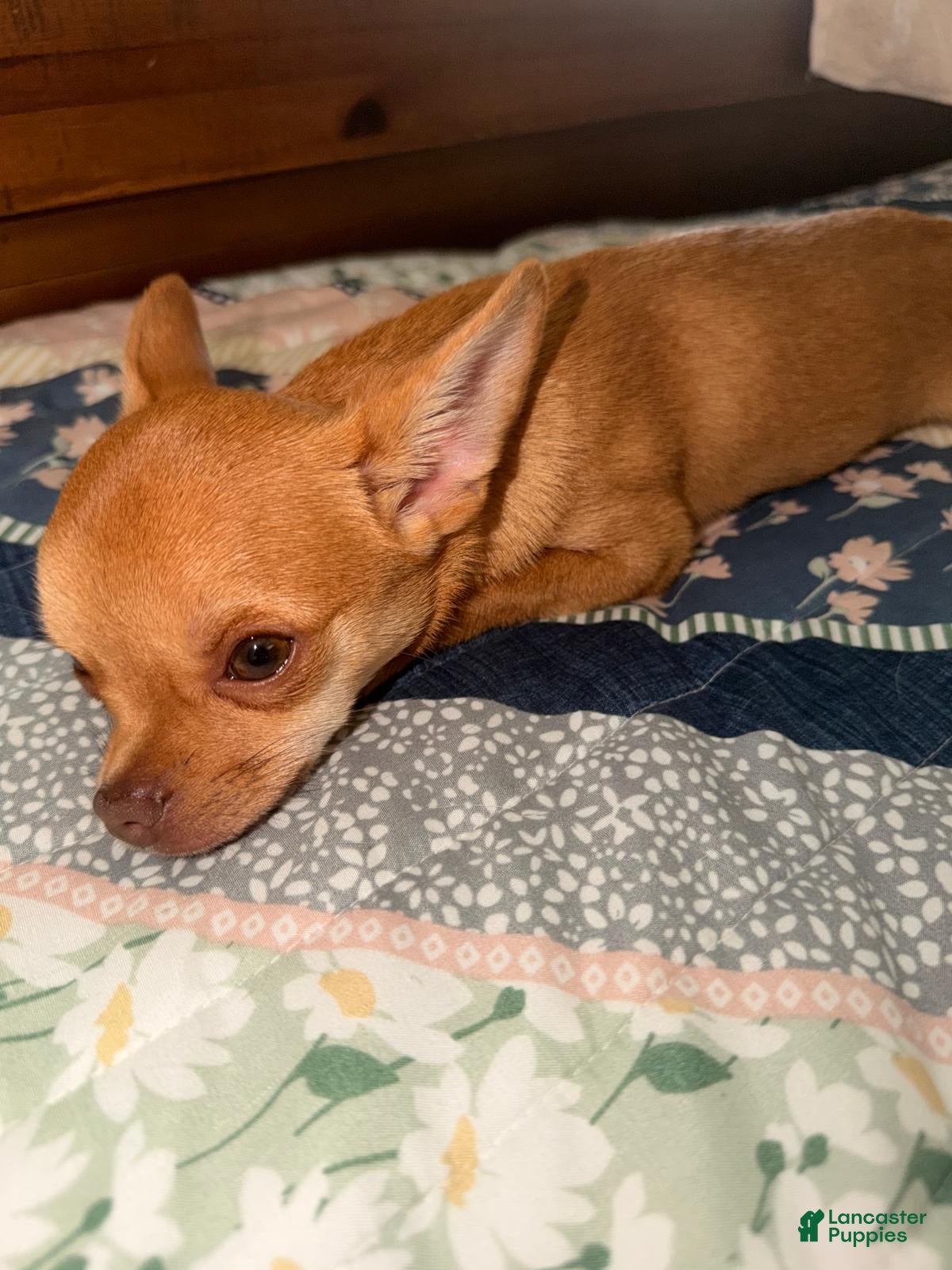 Chihuahua dogs Chihuahua 1 - Ad 1