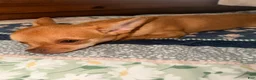 Chihuahua dogs for sale: Chihuahua 1 - Ad 1