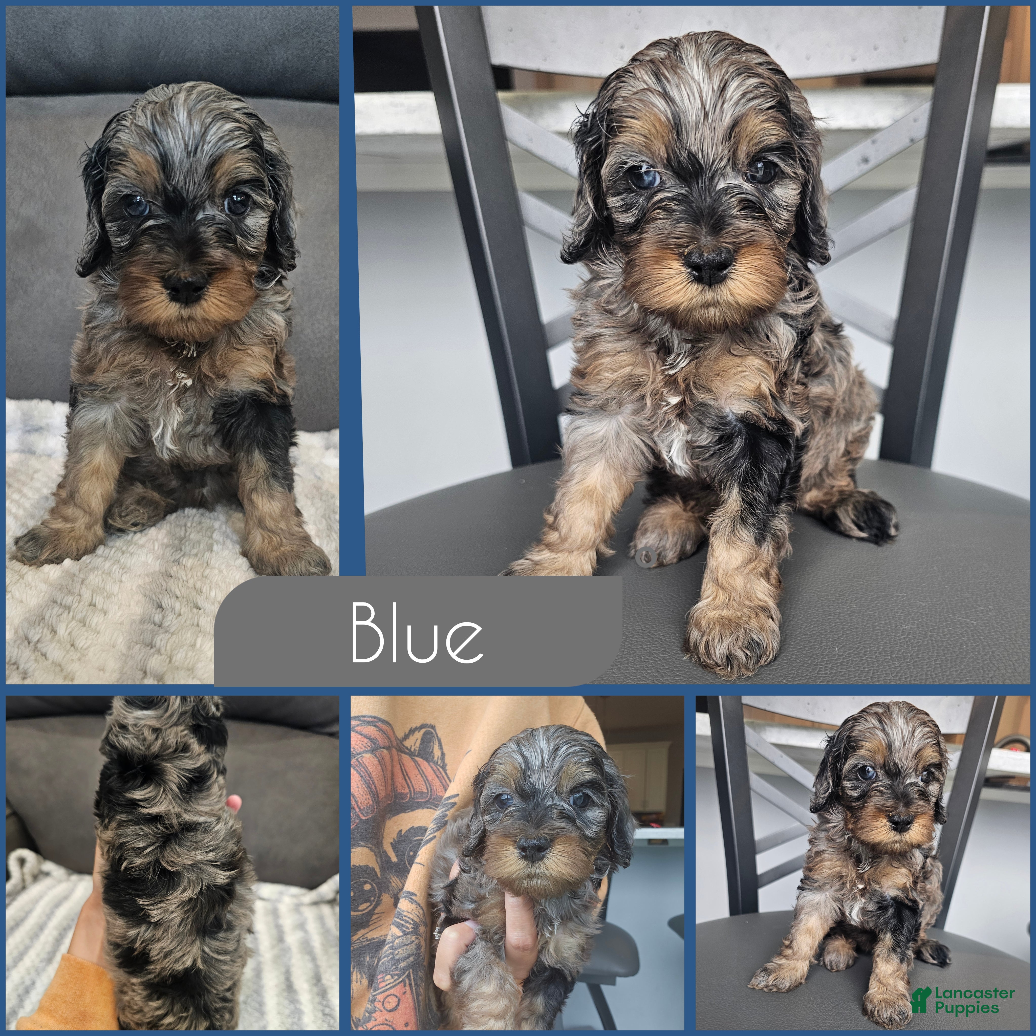 Cockapoo dogs Blue - Ad 2