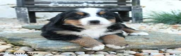 Bernese Mountain Dog dogs for sale: Wiggles - Ad 3