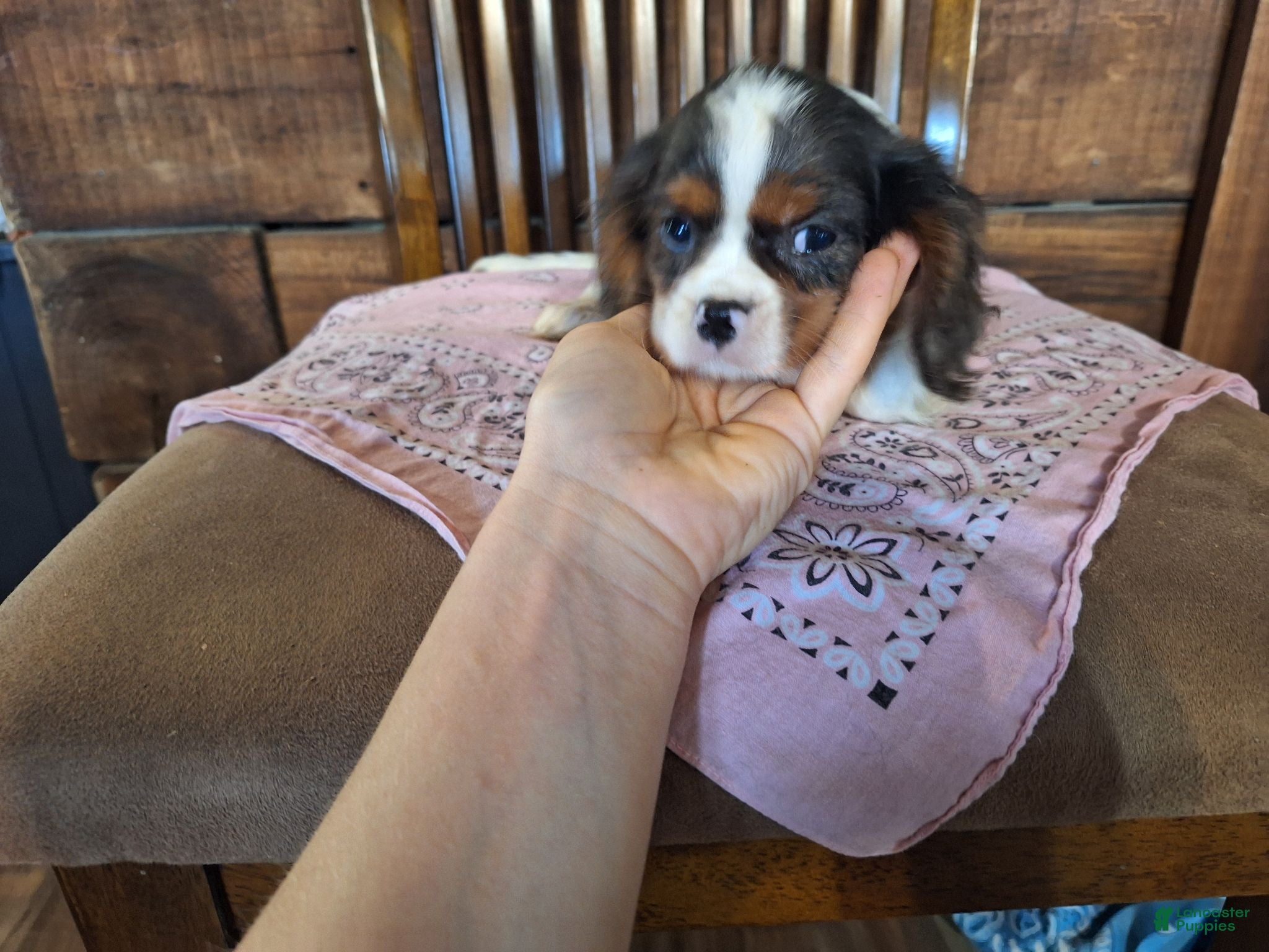 Cavalier King Charles Spaniel dogs Dorothy - Ad 2