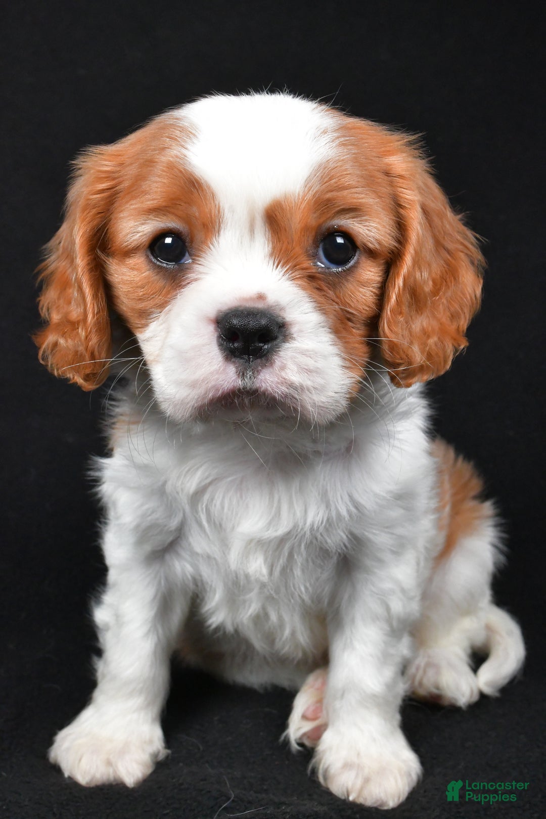 Cavalier King Charles Spaniel dogs for sale: Patrick - Ad 6