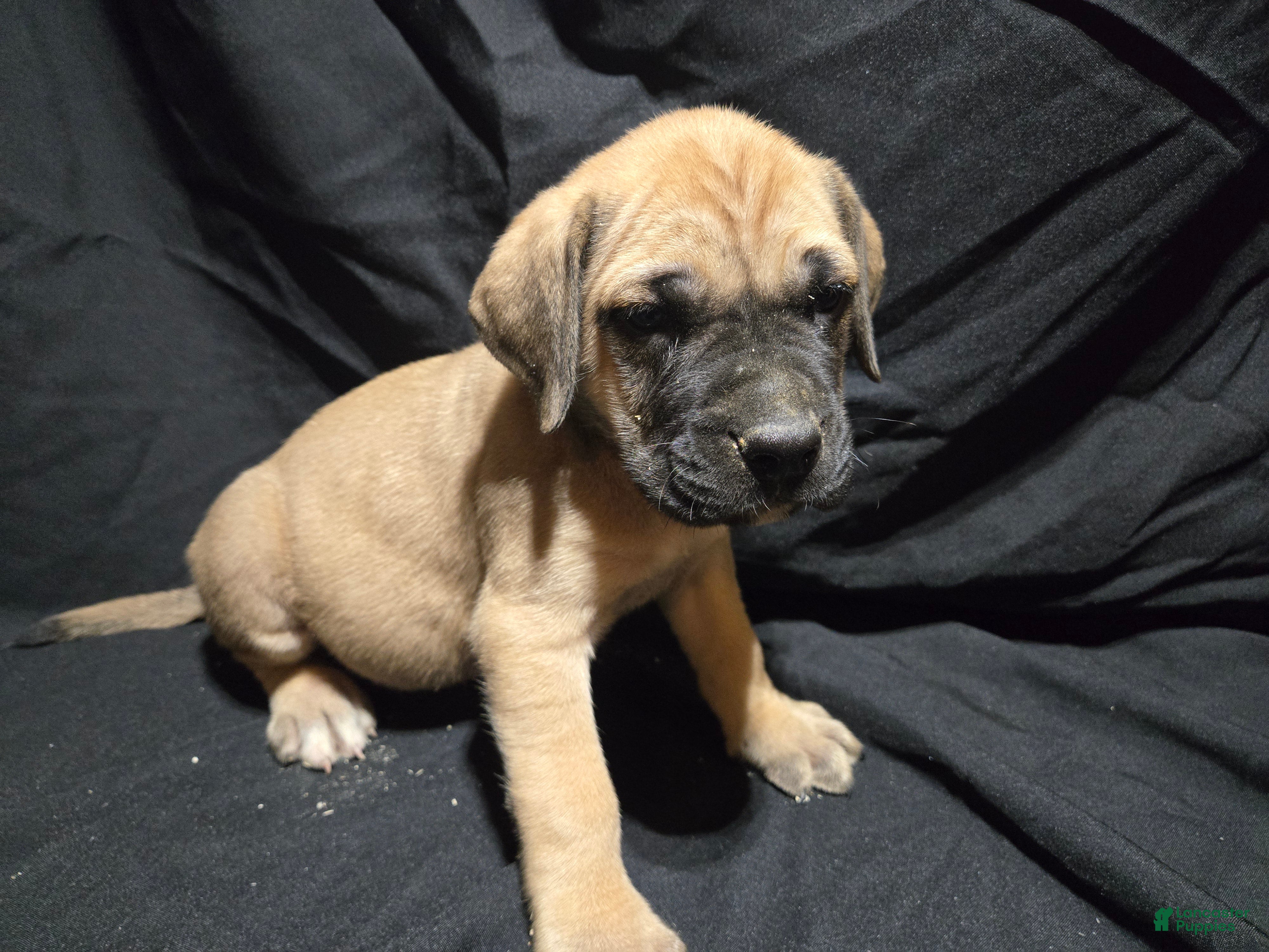 English Mastiff dogs Thunder - Ad 38